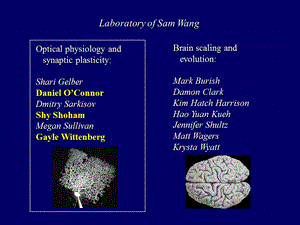 Scalable architecture in mammalian brains在哺乳动物的大脑可扩展的体系结构精选文档.ppt