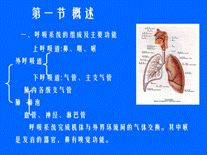 人体解剖生理学第九章呼吸系统文档资料.ppt