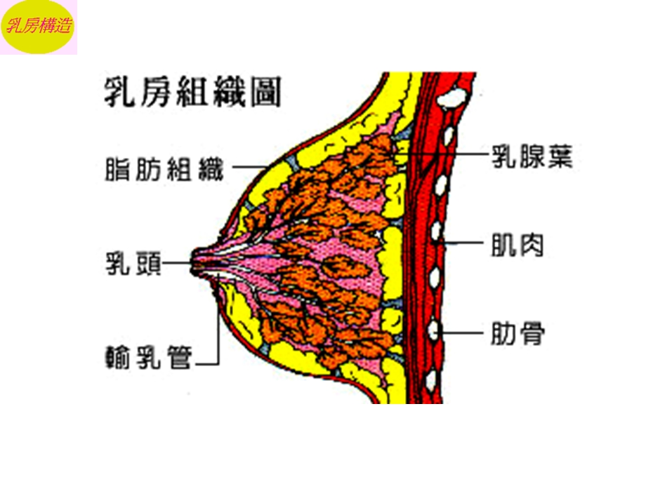 乳房疾病病人的护理文档资料.ppt_第3页