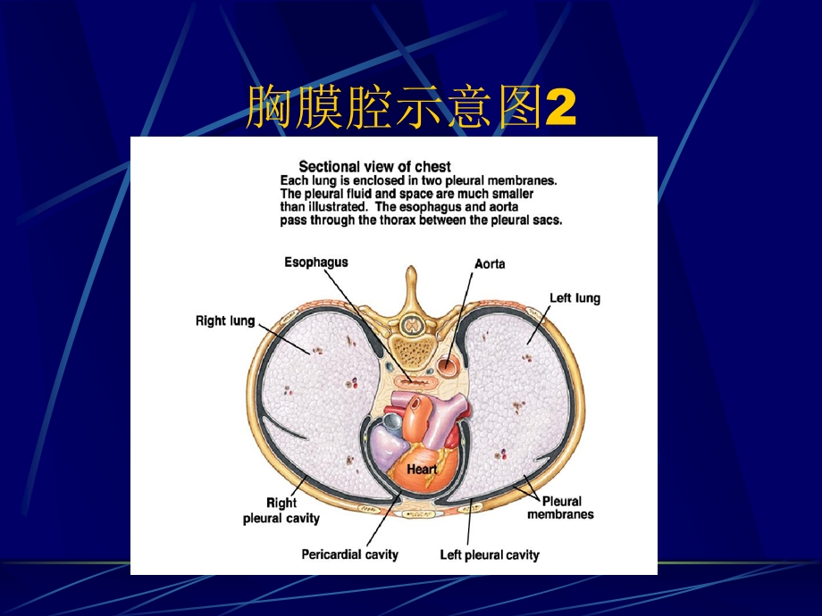 第十一章胸膜疾病名师编辑PPT课件.ppt_第3页