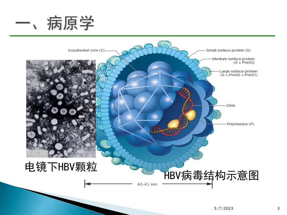 专家解读乙肝防治指南经典版PPT文档.ppt_第3页