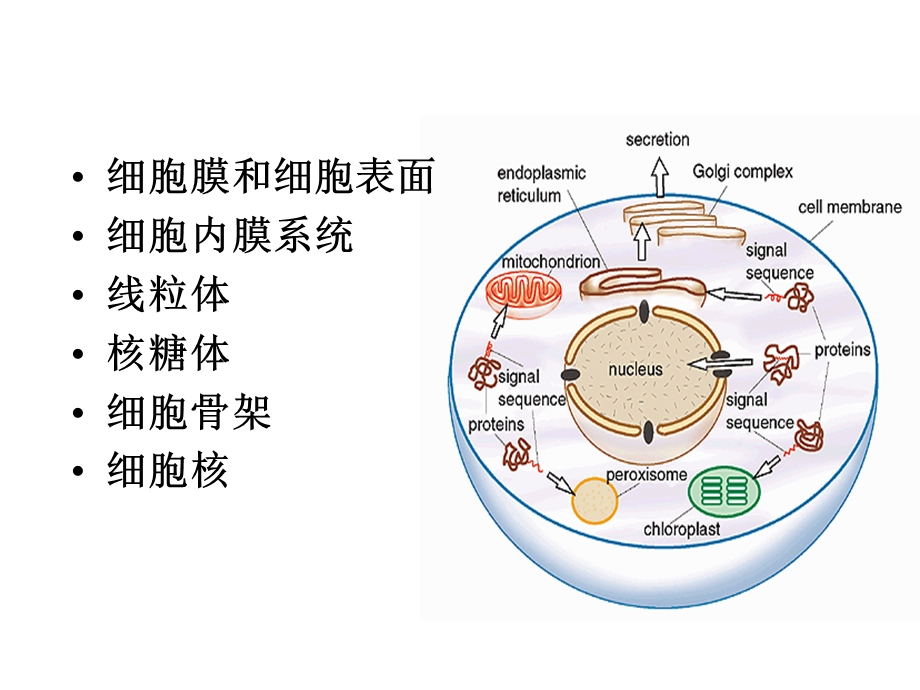 2真核细胞的基本结构PPT文档.ppt_第1页