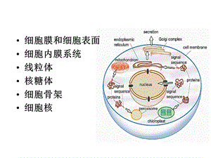 2真核细胞的基本结构PPT文档.ppt