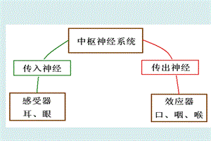 小脑PPT文档.ppt