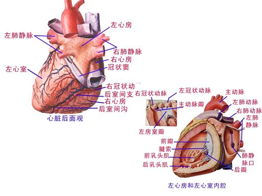 心房解剖精选文档.ppt_第1页