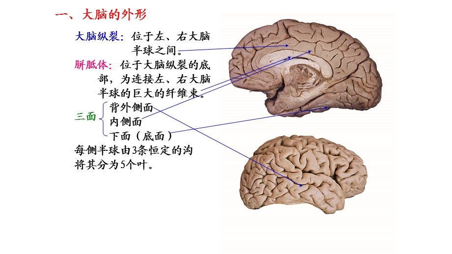 神经解剖额叶PPT文档.pptx_第2页