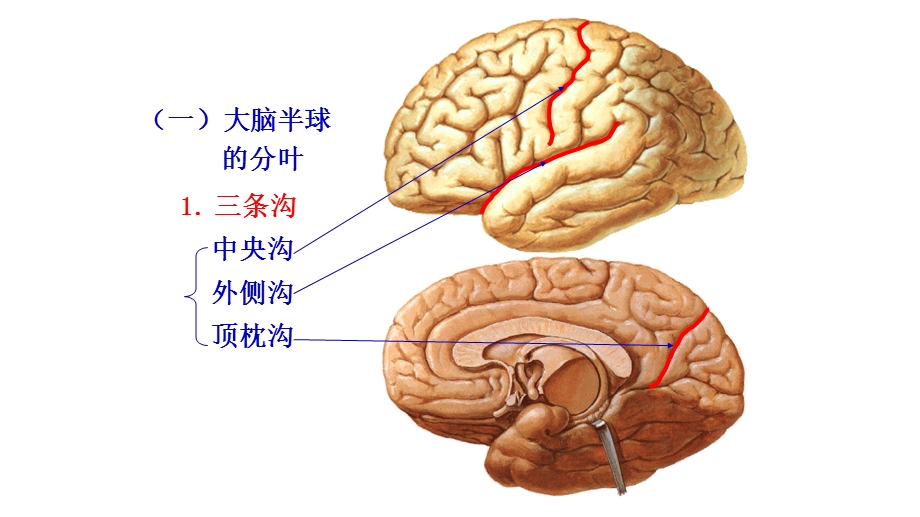 神经解剖额叶PPT文档.pptx_第3页