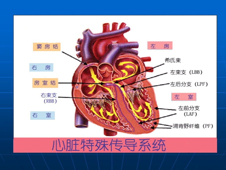 7强心苷对兔心的毒性作用和利多卡因的抗心律失常作用PPT文档精选文档.ppt_第2页