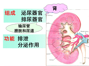 系统解剖学泌尿系统文档资料.ppt