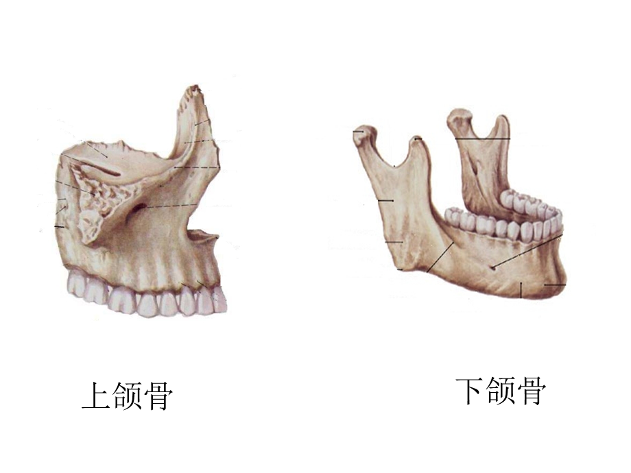 口腔基础知识ppt课件文档资料.ppt_第3页