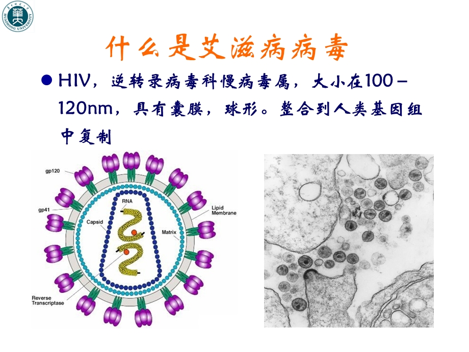 艾滋病预防知识文档资料.ppt_第3页