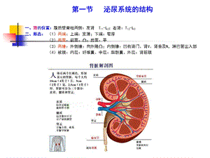 人体解剖生理学泌尿系统文档资料.ppt