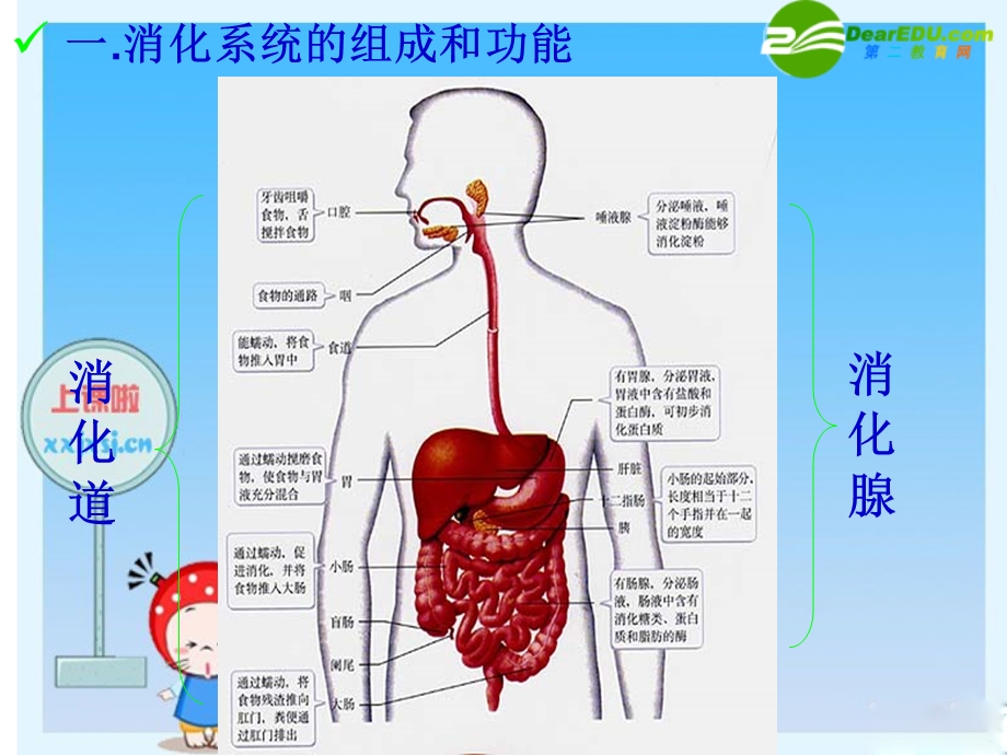 七年级生物下册：第四单元第二章第二节消化和吸收4课件_人教版.ppt_第2页