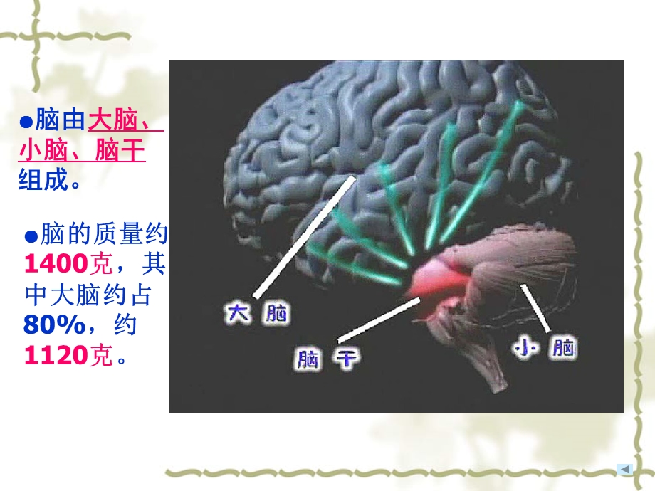 大脑PPT课件PPT文档.ppt_第3页