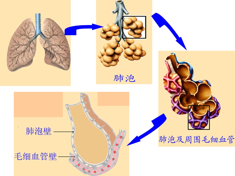 七年级生物第三章第二节发生在肺内的气体交换.ppt_第3页