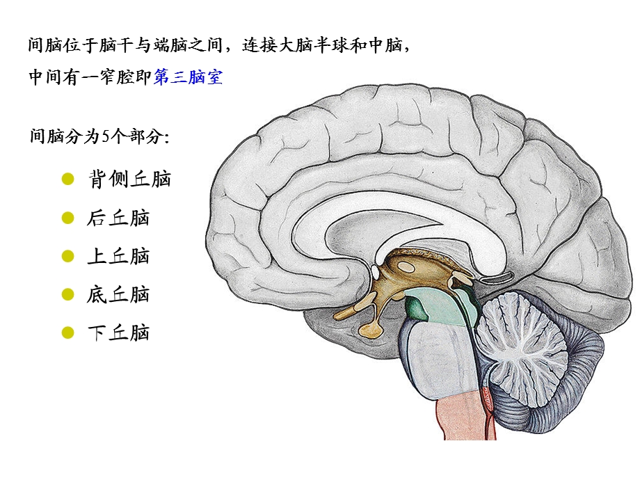 间脑、大脑文档资料.ppt_第1页