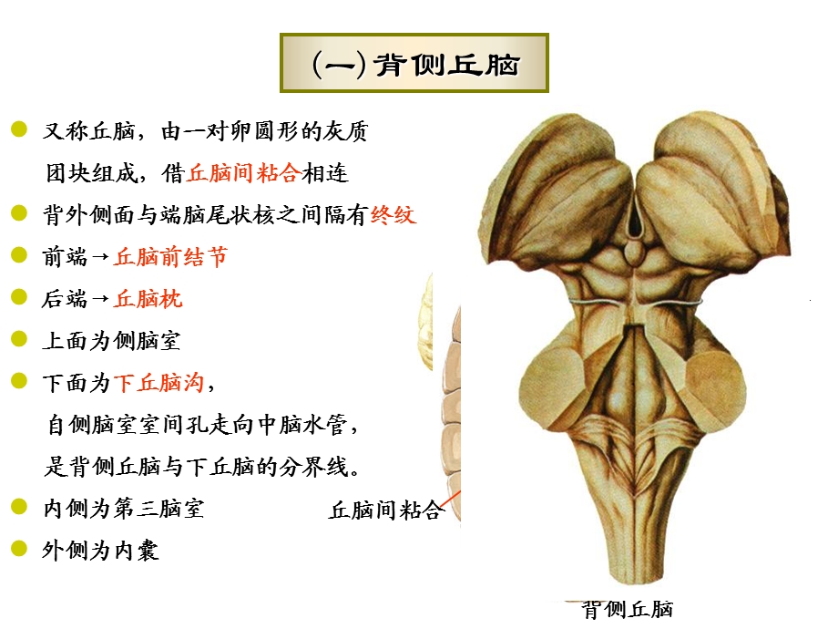 间脑、大脑文档资料.ppt_第2页