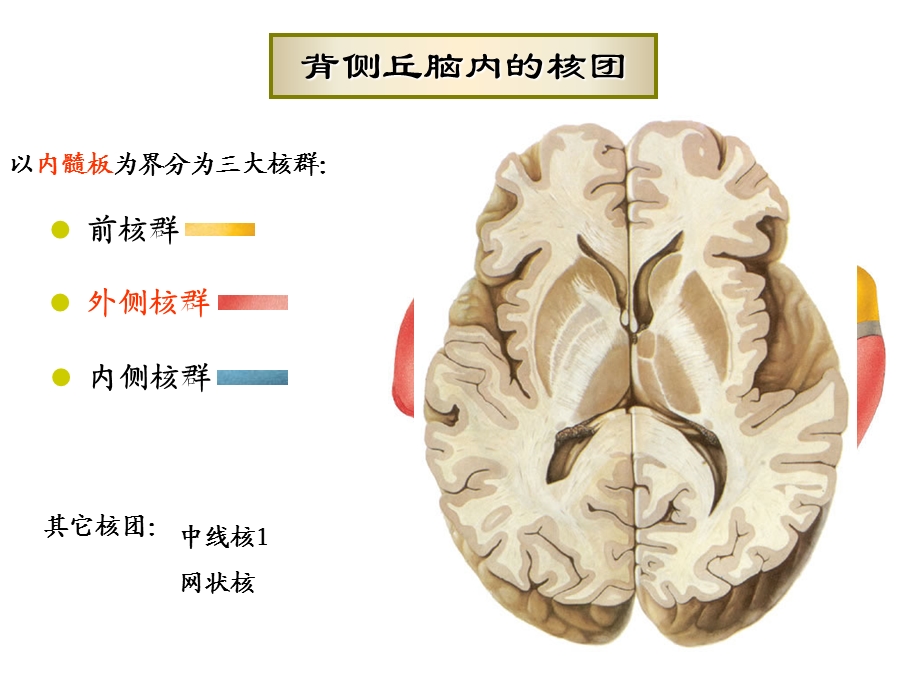 间脑、大脑文档资料.ppt_第3页