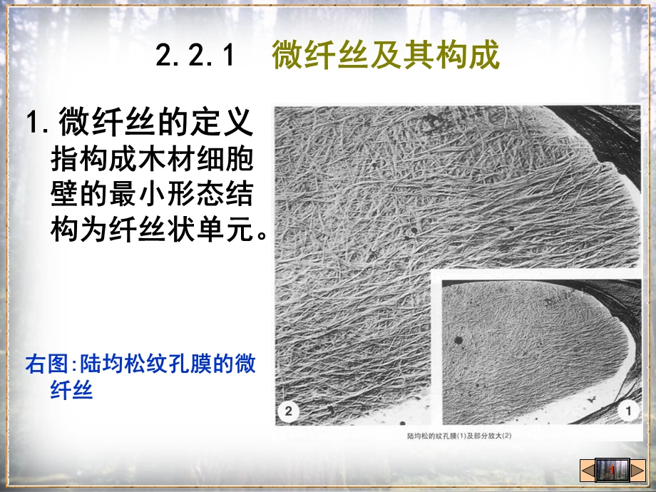 22木材细胞壁的超微构造PPT文档.ppt_第1页