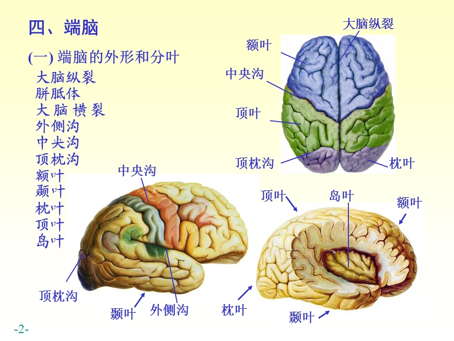 最新：n5端脑06文档资料.ppt_第2页