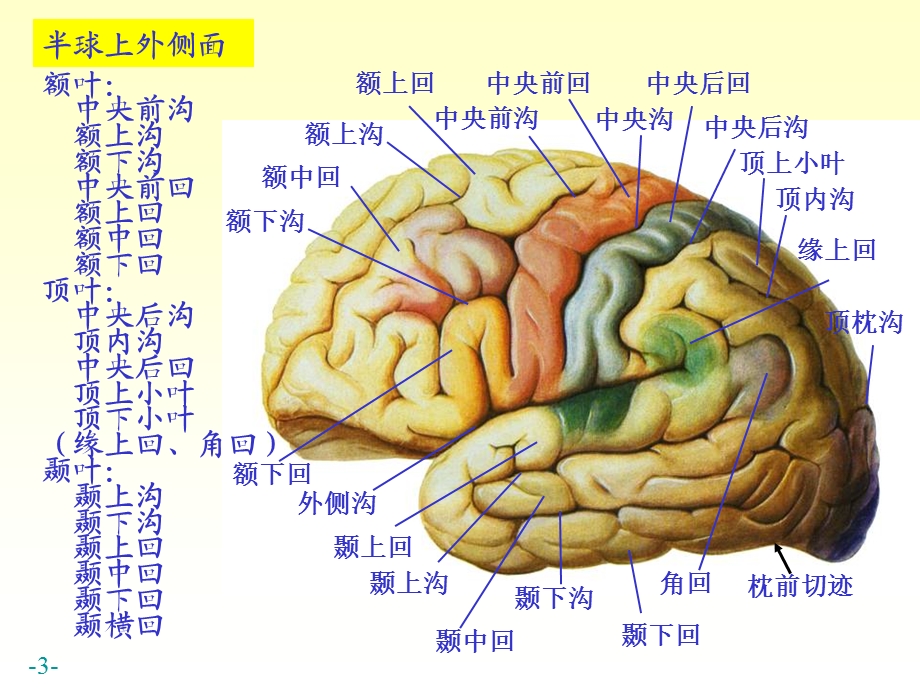 最新：n5端脑06文档资料.ppt_第3页