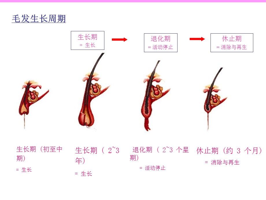 头发的护理PPT课件文档资料.ppt_第1页