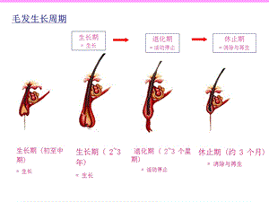 头发的护理PPT课件文档资料.ppt