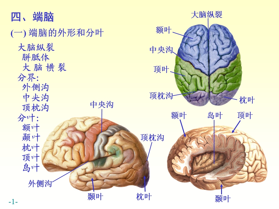 最新chapter174端脑PPT文档.ppt_第1页