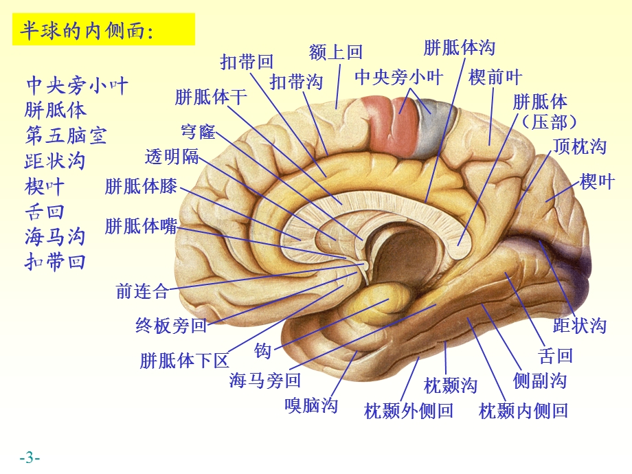 最新chapter174端脑PPT文档.ppt_第3页