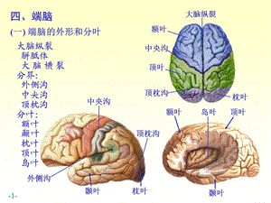 最新chapter174端脑PPT文档.ppt