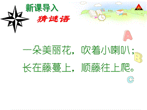 丁丁和牵牛花.ppt