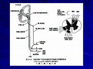 三节神经系统的感觉分析功能文档资料.ppt