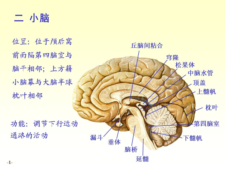 最新chapter173小脑间脑PPT文档.ppt_第1页