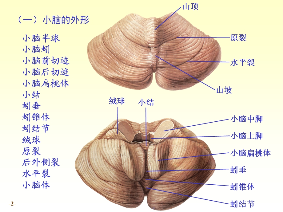 最新chapter173小脑间脑PPT文档.ppt_第2页