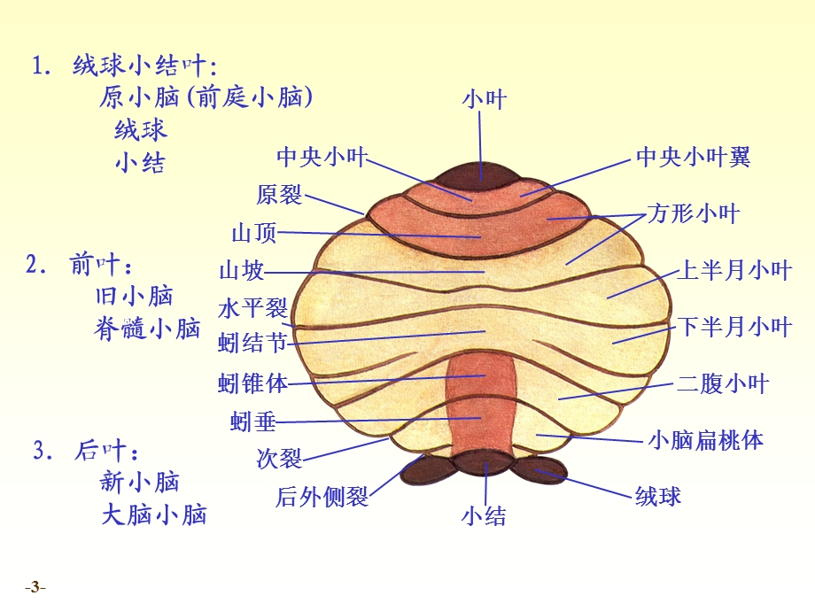 最新chapter173小脑间脑PPT文档.ppt_第3页