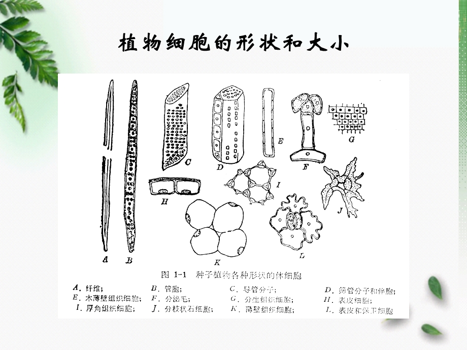 最新：2.细胞与组织文档资料.ppt_第3页