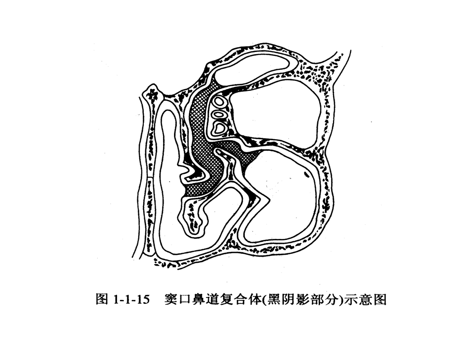 人“窦口鼻道复合体”的临床应用解剖学研究与进展文档资料.ppt_第3页