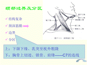 3cervicalmass1颈部包块文档资料.ppt