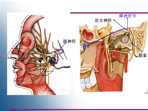 20脑神经ⅦⅫ、内脏神经文档资料精选文档.ppt