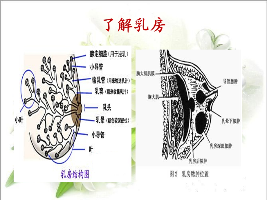 乳腺炎的护理查房文档资料.ppt_第3页