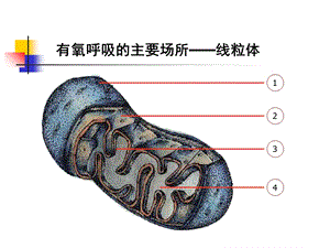 153ATP的主要来源细胞呼吸精选文档.ppt