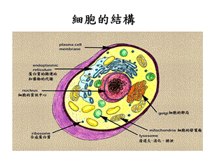 【医药健康】养生从细胞结构谈起文档资料.ppt