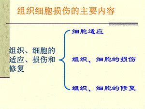 组织的损伤精选文档.ppt