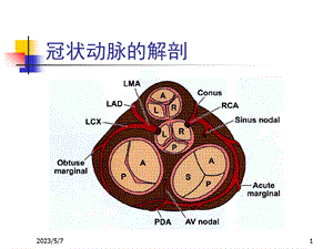 最新AMI的心电图应用PPT文档.ppt