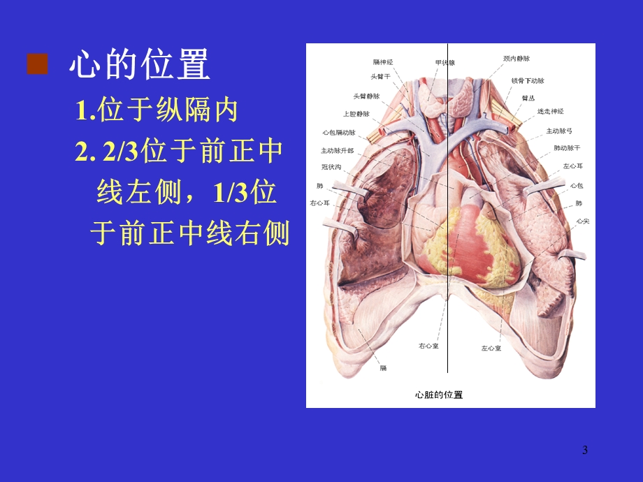 心血管系统PPT课件精选文档.ppt_第3页