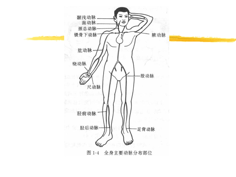 人体解剖生理学实验——急救技术文档资料.ppt_第3页