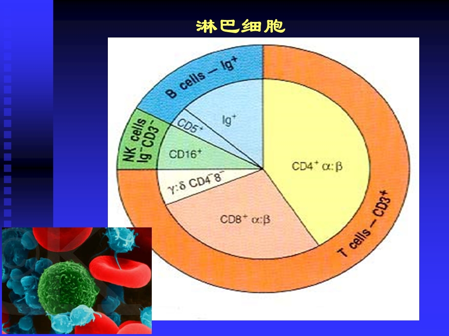 最新B淋巴细胞及抗原提呈细胞PPT文档.ppt_第3页