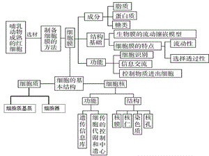 最新3.1细胞膜——系统的边界PPT文档.pptx