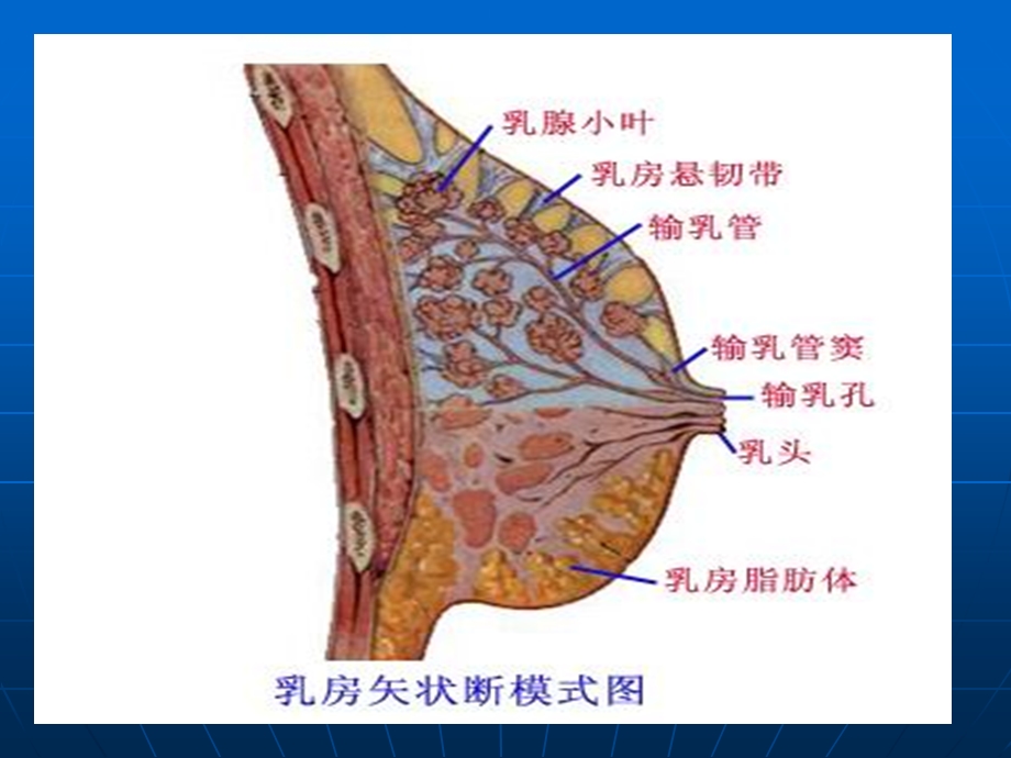 乳腺肿瘤的超声诊断文档资料.ppt_第2页