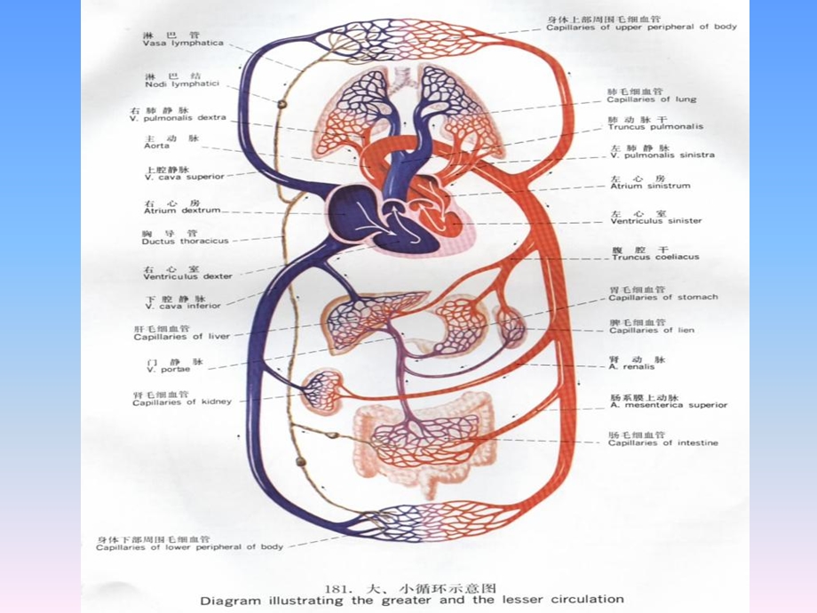 人体各主要部分的解剖第七节循环系统文档资料.ppt_第3页